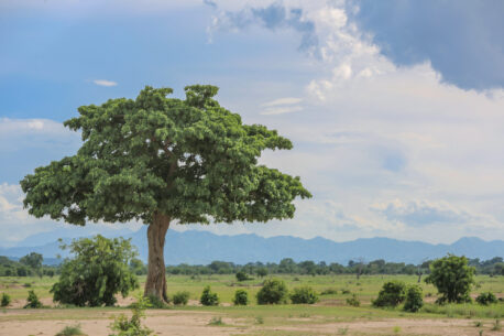 Mikumi National Park